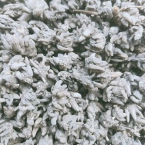 猫爪草黑皮尖爪