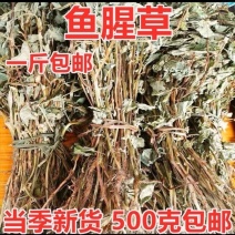 新鲜野生晒干鱼腥草新货凉茶