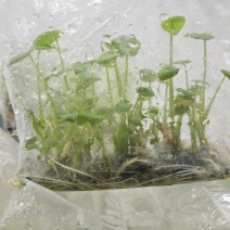 槟榔香芋脱毒组培种苗0.4一棵