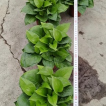 绿箩植株根系饱满，健壮适应能力强，耐阴避光