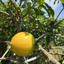 云南西双版纳黄晶果果冻口感清甜爽口按需做货