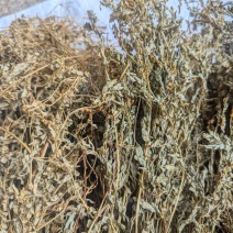 野生新鲜晒干叶下珠珍珠草龙珠草整颗