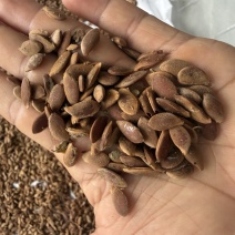 酸杨桃种子