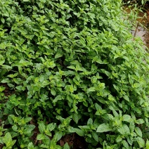 新鲜凉粉草烧仙草