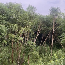 扁桃树，风景树，价格优惠，