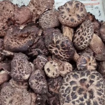 牛肝菌野生菌类青菌品质保证服务周到产地直发价格美丽