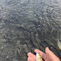 江西宜春高安花鲢鱼苗，1斤30-40尾，，60-70尾