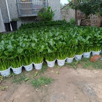 水仙花，水芙蓉