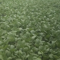 小青菜！白菜！鸡毛菜