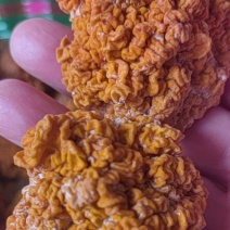金耳菌干品