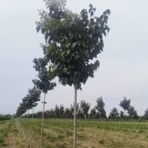 象牙段白花丁香
