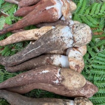 野生鸡枞菌（三把菇）鲜货