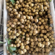 石峡龙眼便宜了，工厂货，桂圆肉的老板可以下手了
