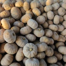 盘龙204长期现货产地直发，价格优惠