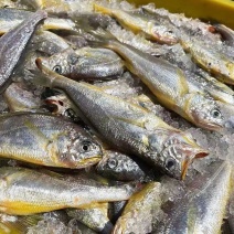 海捕小黄鱼新鲜鲜活冷冻批发海鲜无冰衣冰鲜锁鲜快运48小时发货