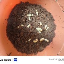 人工养殖竹笋虫