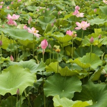 荷花杆径