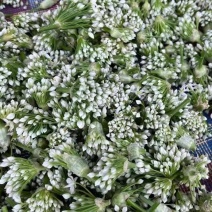 新鲜韭菜花