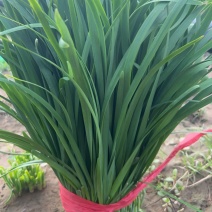 韭菜韭苔一站式生鲜货源精品韭苔商用韭菜产地直发