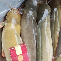 土塘塘角鱼