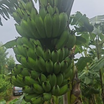 金粉一号