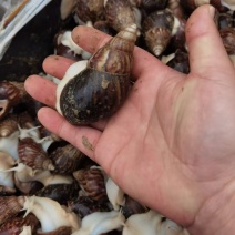 白玉蜗牛，鲜活牛，蜗牛冻肉