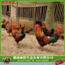 血毛土鸡苗/崇仁麻鸡苗/黑瑶鸡苗/厂家直销/提供养殖技术