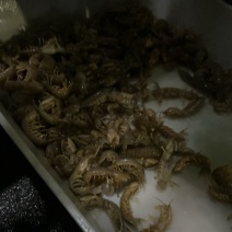 皮皮虾有量要的来