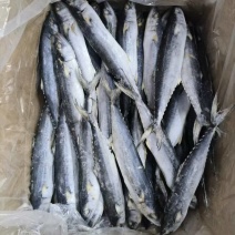 鲅鱼
