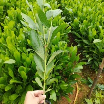 马占相思30-300高，规格齐全，基地直销，一手货源