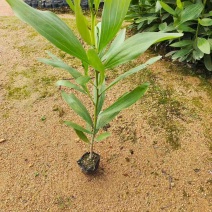马占相思30-300高，规格齐全，基地直销，一手货源