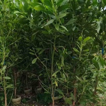 大叶相思苗30-300高，规格齐全，基地直销，一手货源