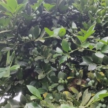 竹柏