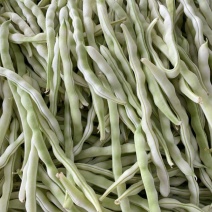 荚多宝四季豆种子无筋不败芸豆种籽鲜嫩纤维高产