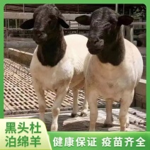 黑头杜泊绵羊杜波怀孕母羊杜泊种公羊全国发货买十送一