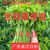 树仔菜天绿香广东野菜