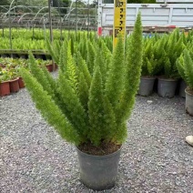狐尾天门冬20-50高，规格齐全，基地直销，一手货源