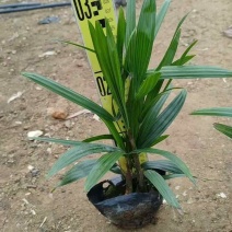 棕竹20-200高，规格齐全，基地直销，一手货源，大量现货