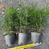 棕竹20-200高，7斤袋，盆苗，规格齐全，基地直销一手货源