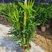 棕竹20-200高，规格齐全，基地直销，一手货源，大量出售