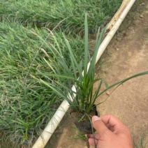 麦冬苗10-30高，基地直销，一手货源，无中间商赚差价