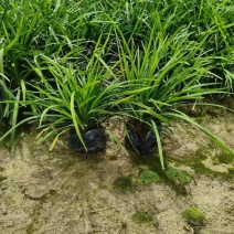 麦冬苗10-30高，规格齐全，基地直销，一手货源，大量现货出