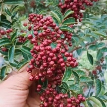 特级大红袍鲜花椒