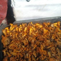 鸡油菌品质保证服务周到产地直发价格美丽欢迎联系