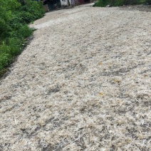 足干白鸭毛无杂质