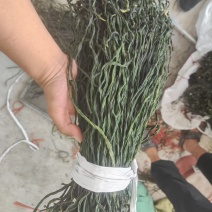 精品干豆角