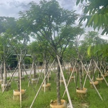黄槐3-10分，大量现货待售