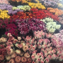 各种花批发