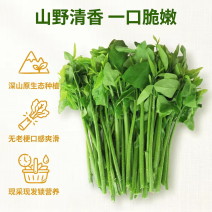 树仔菜