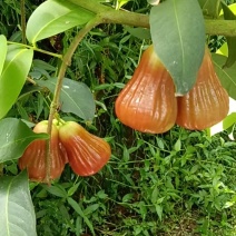 黑糖芭比莲雾｜台农3号超脆清甜